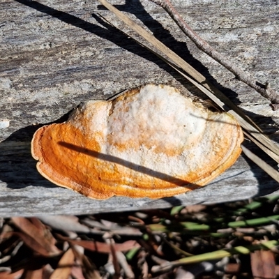 Trametes coccinea by trevorpreston