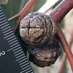 Eucalyptus globulus subsp. bicostata at Crowther, NSW - 23 May 2025 by Frecko