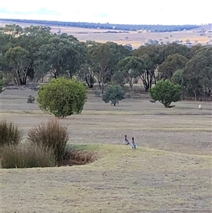 Chenonetta jubata at Crowther, NSW - 23 May 2025 by Frecko