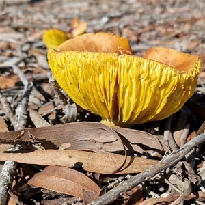 Unverified Cap on a stem; gills below cap [mushrooms or mushroom-like] by trevorpreston