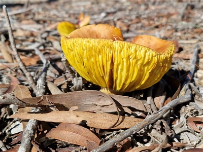 Unverified Cap on a stem; gills below cap [mushrooms or mushroom-like] by trevorpreston