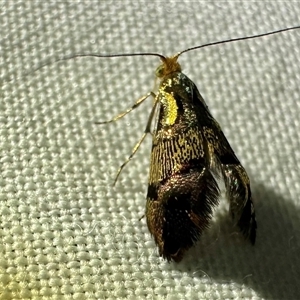 Nemophora (genus) at Arakoon, NSW - 9 May 2025 by Pirom