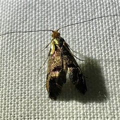 Nemophora opalina at Arakoon, NSW - suppressed