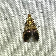 Nemophora opalina at Arakoon, NSW - suppressed