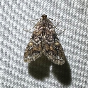Crambidae sp. (family) at Arakoon, NSW - 9 May 2025 by Pirom