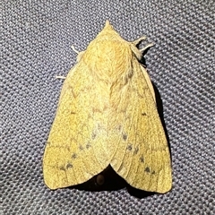 Entometa (genus) at Arakoon, NSW - 10 May 2025 by Pirom
