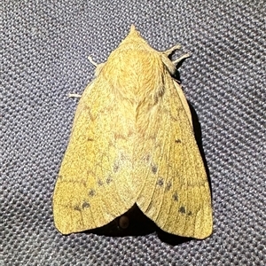 Entometa (genus) at Arakoon, NSW - 10 May 2025 by Pirom