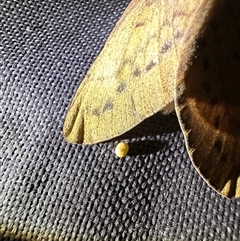 Entometa guttarilis at Arakoon, NSW - 10 May 2025 09:09 PM