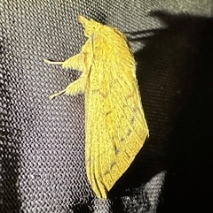 Entometa guttarilis at Arakoon, NSW - 10 May 2025 09:09 PM