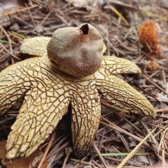 Astraeus hygrometricus by Aussiegall