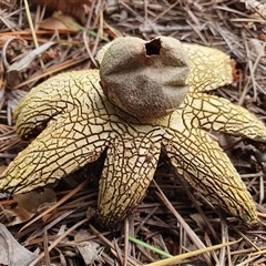 Astraeus hygrometricus at Penrose, NSW - suppressed
