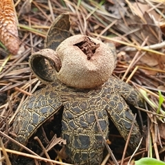 Astraeus hygrometricus at Penrose, NSW - suppressed