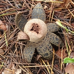 Astraeus hygrometricus at Penrose, NSW - suppressed