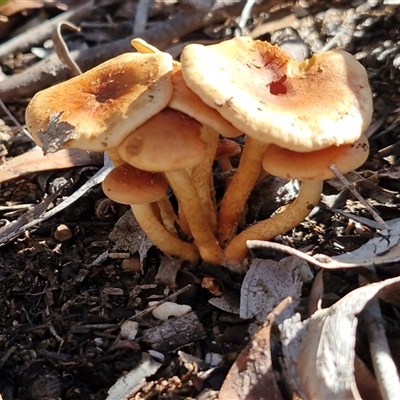 Unverified Cap on a stem; gills below cap [mushrooms or mushroom-like] at Bungonia, NSW - Today by trevorpreston