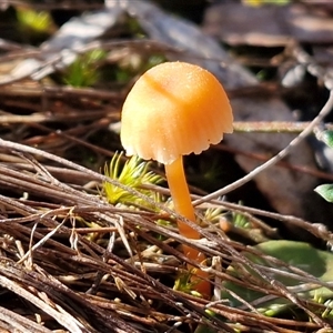 Unverified Cap on a stem; gills below cap [mushrooms or mushroom-like] at Bungonia, NSW - Today by trevorpreston