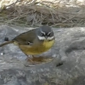 Sericornis frontalis at Ballyroe, NSW - suppressed