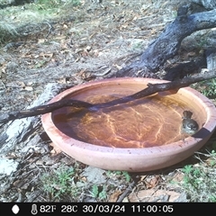 Sericornis frontalis at Ballyroe, NSW - suppressed