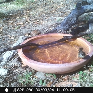 Sericornis frontalis at Ballyroe, NSW - suppressed