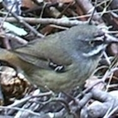 Sericornis frontalis at Ballyroe, NSW - suppressed