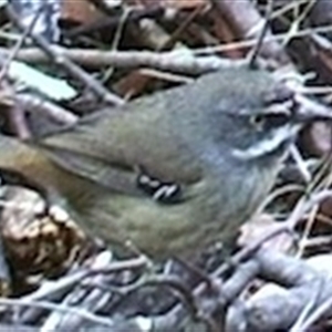 Sericornis frontalis at Ballyroe, NSW - suppressed