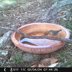 Sericornis frontalis at Ballyroe, NSW - suppressed