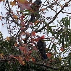 Callocephalon fimbriatum (Gang-gang Cockatoo) at Curtin, ACT - 21 May 2025 by iancurtin