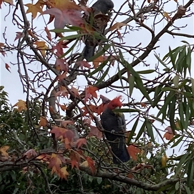 Callocephalon fimbriatum (Gang-gang Cockatoo) at Curtin, ACT - 21 May 2025 by iancurtin