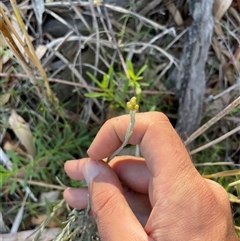 Unverified Plant at Moorook, SA - 30 Apr 2025 by Rutidosus