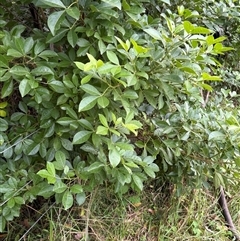 Melicope micrococca at Caparra, NSW - Today by maznee
