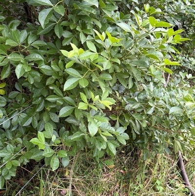 Melicope micrococca at Caparra, NSW - Today by maznee