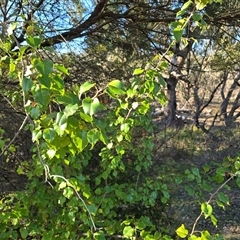 Pyrus calleryana at O'Malley, ACT - Today by Mike