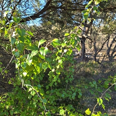 Pyrus calleryana at O'Malley, ACT - Today by Mike