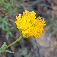 Rutidosis leptorhynchoides at Queanbeyan West, NSW - Today by Jeanette