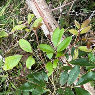 Guioa semiglauca at Caparra, NSW - Today by maznee