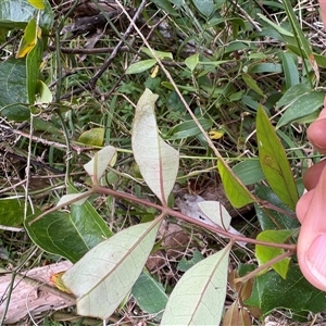 Guioa semiglauca at Caparra, NSW - Yesterday 01:52 PM