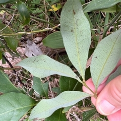 Guioa semiglauca at Caparra, NSW - Yesterday 01:52 PM