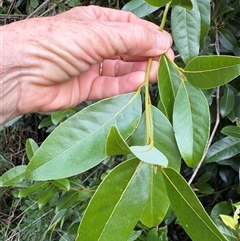 Cryptocarya glaucescens at Caparra, NSW - Today by maznee