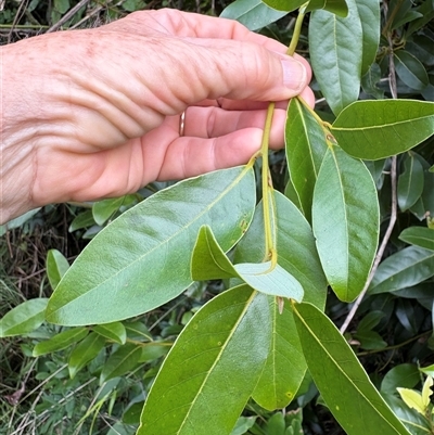 Cryptocarya glaucescens at Caparra, NSW - Today by maznee