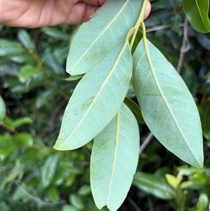 Cryptocarya glaucescens at Caparra, NSW - 25 May 2025 01:51 PM