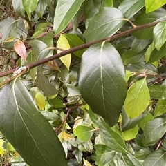Unverified Plant at Caparra, NSW - Today by maznee