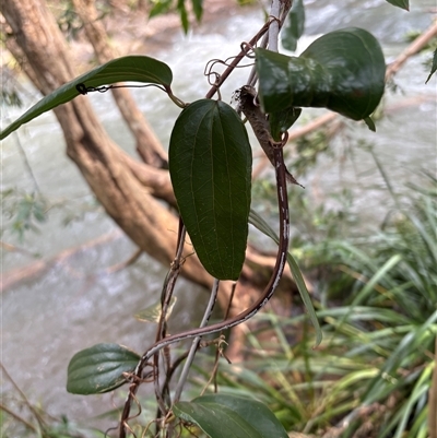 Smilax glyciphylla at Caparra, NSW - Today by maznee