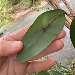 Smilax glyciphylla at Caparra, NSW - Yesterday 01:38 PM