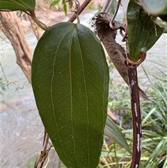 Smilax glyciphylla at Caparra, NSW - Yesterday 01:38 PM