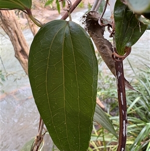 Smilax glyciphylla at Caparra, NSW - Yesterday 01:38 PM