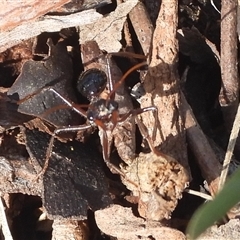 Myrmecia sp. (genus) (Bull ant or Jack Jumper) at Bango, NSW - Yesterday by DavidDedenczuk
