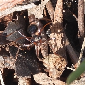 Myrmecia sp. (genus) (Bull ant or Jack Jumper) at Bango, NSW - Today by DavidDedenczuk