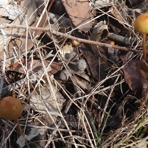 Unverified Fungus at Bango, NSW - Today by DavidDedenczuk