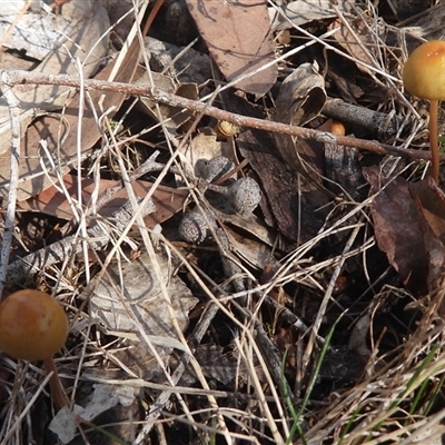 Protostropharia semiglobata (Dung Roundhead) at Bango, NSW - 25 May 2025 by DavidDedenczuk