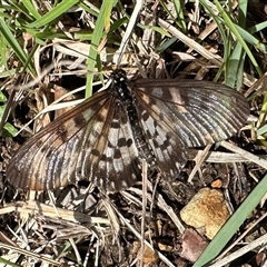 Acraea andromacha (Glasswing) at Hat Head, NSW - 10 May 2025 by Pirom