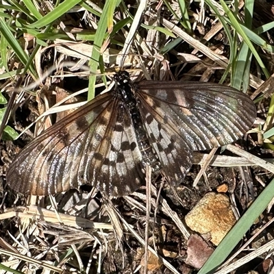 Acraea andromacha (Glasswing) at Hat Head, NSW - 10 May 2025 by Pirom